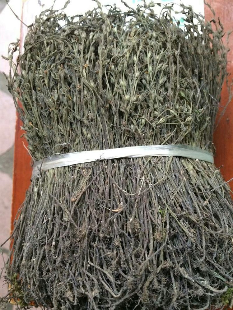 独脚金独脚柑独脚疳孩儿草1111