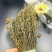 独脚金独脚柑独脚疳孩儿草1111