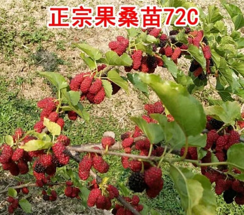 海宁果桑苗：四季果桑72C高产量适应性强