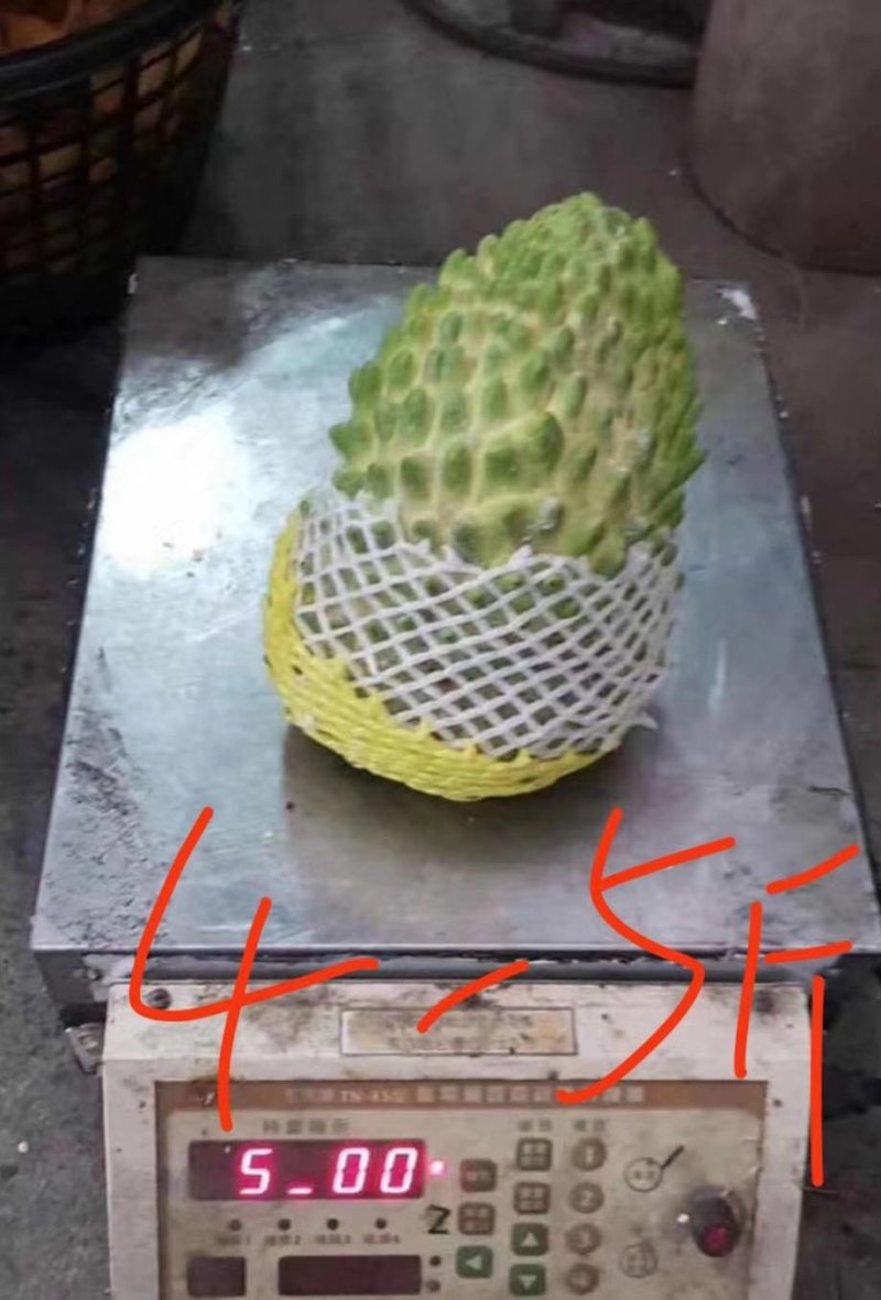释迦果苗，榴莲释迦果，新品种嫁接种苗