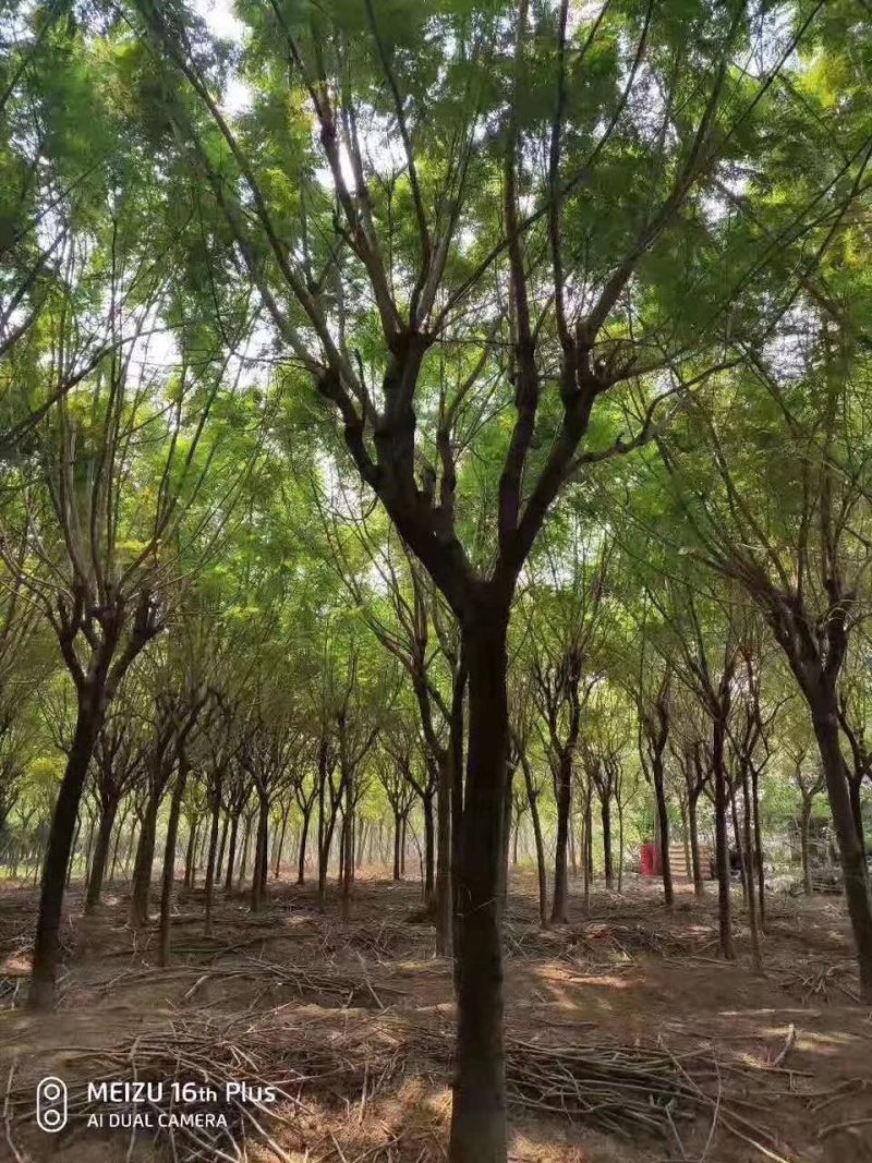 云南省红河州内岀售米径3O公分的蓝花楹