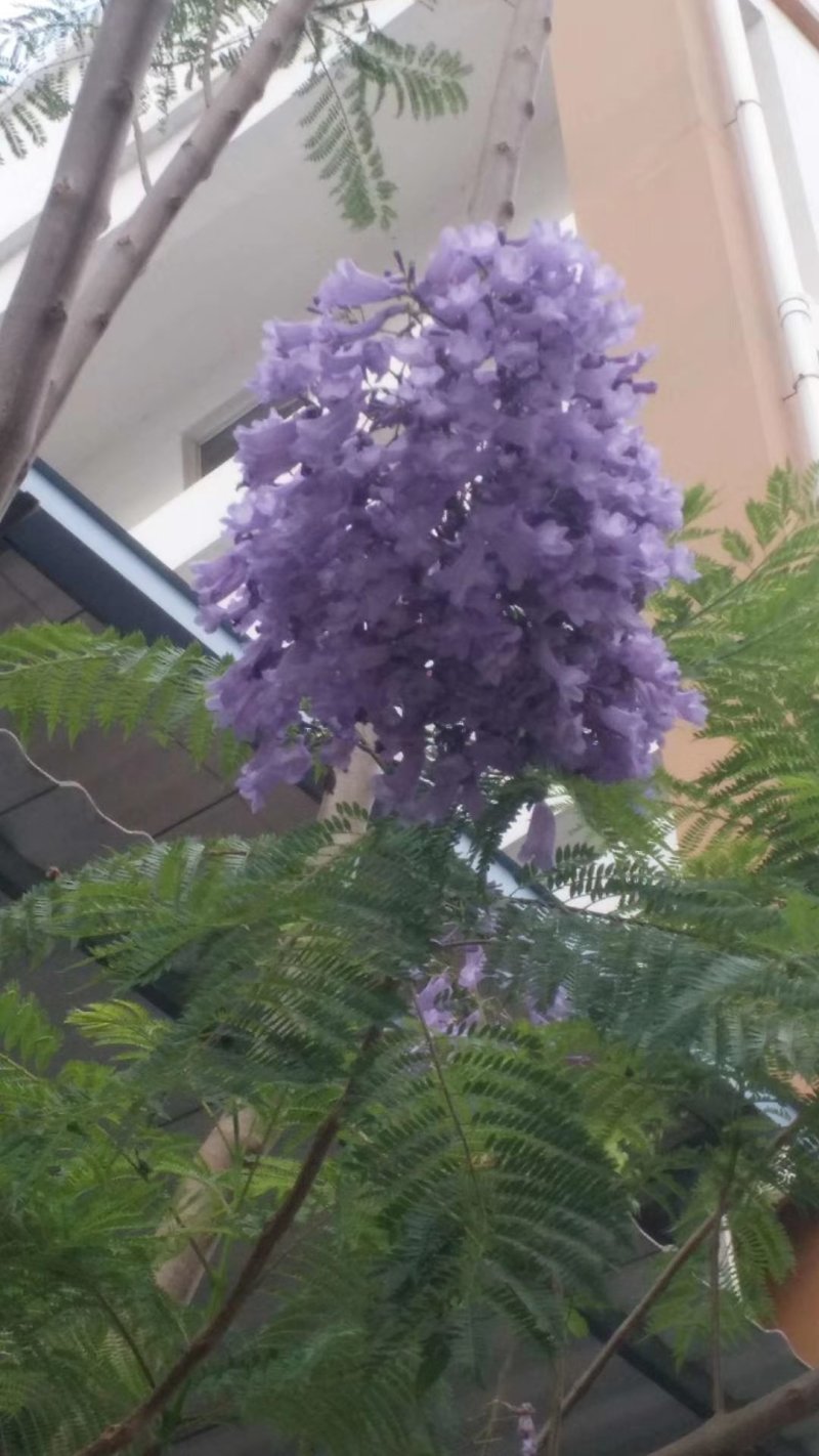 云南省红河州内岀售米径3O公分的蓝花楹