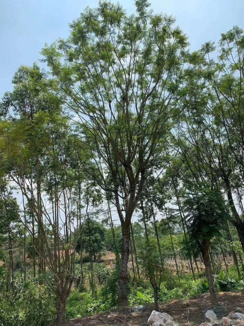 云南省红河州内岀售米径3O公分的蓝花楹
