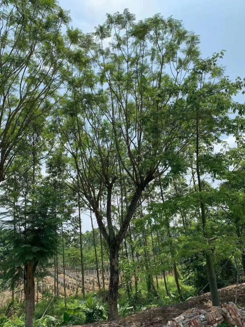 云南省红河州内岀售米径3O公分的蓝花楹