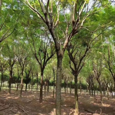云南省红河州内岀售米径3O公分的蓝花楹