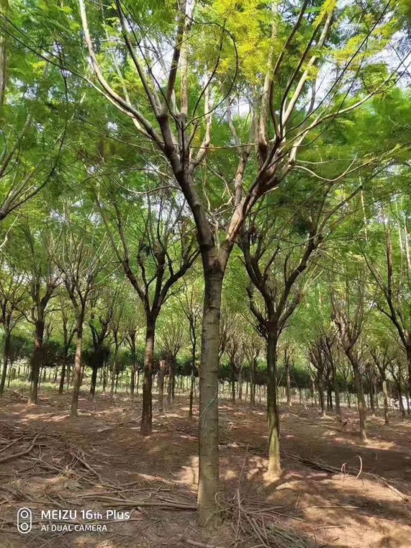 云南省红河州内岀售米径3O公分的蓝花楹