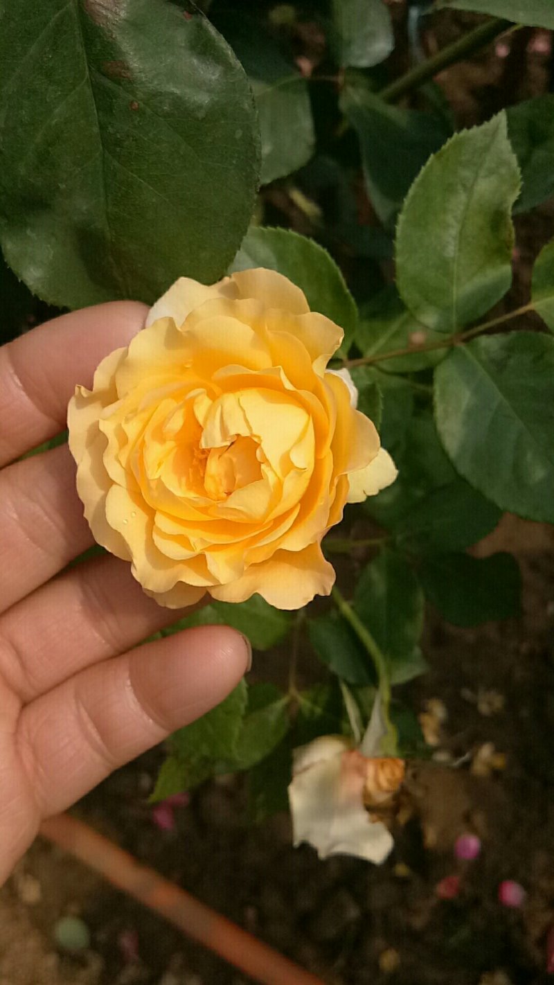 花盆花边花盆塑料特大号加厚树脂圆形仿陶瓷室内客厅果树