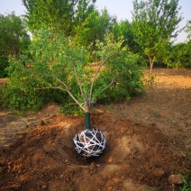 绿叶碧桃，红叶碧桃，山桃