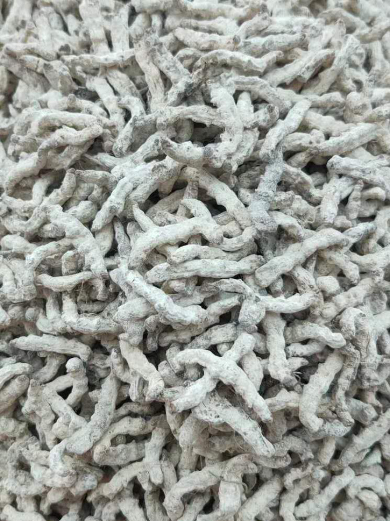 长期供应｛僵蚕｝可批量可零售量大从优【包邮】