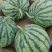 产地直发头茬直生苗8424