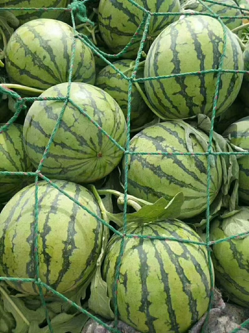 产地直发头茬直生苗8424