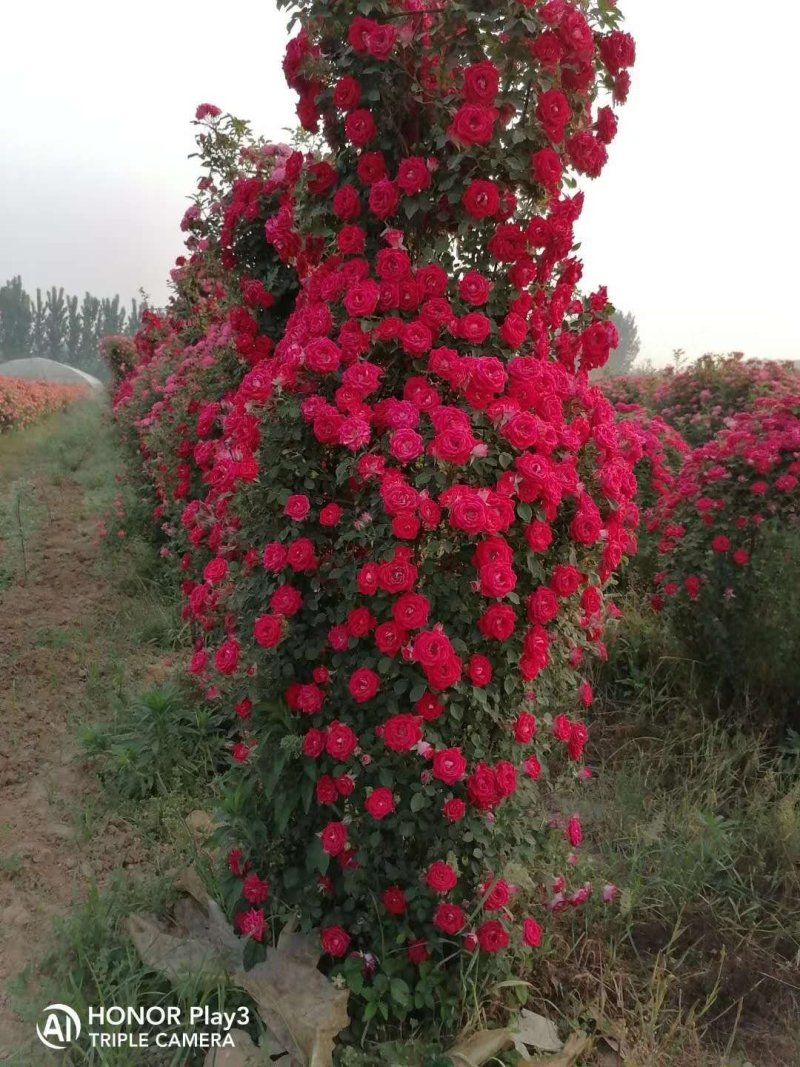 树桩月季，盆花月季，小苗月季大量供应