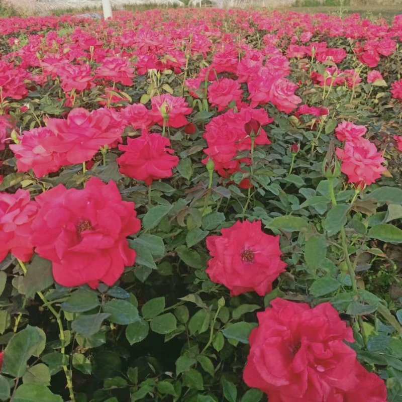 树桩月季，盆花月季，小苗月季大量供应