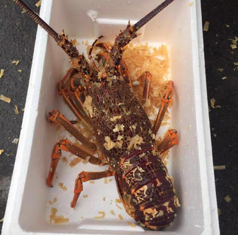 鲜活澳龙海鲜水产超大澳龙澳洲大龙虾澳大利亚大奥龙红龙