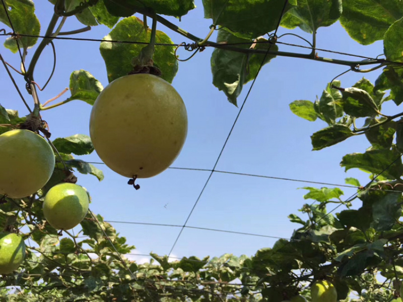 黄金百香果