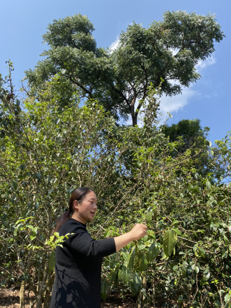 小户赛龙珠一次一个普洱生茶冰岛茶的香甜感条索完整