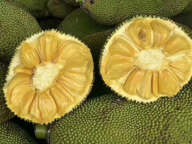 菠萝蜜