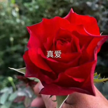 欧洲月季苗本公司常年出售各种玫瑰花小苗，卡罗拉、蜜桃雪山