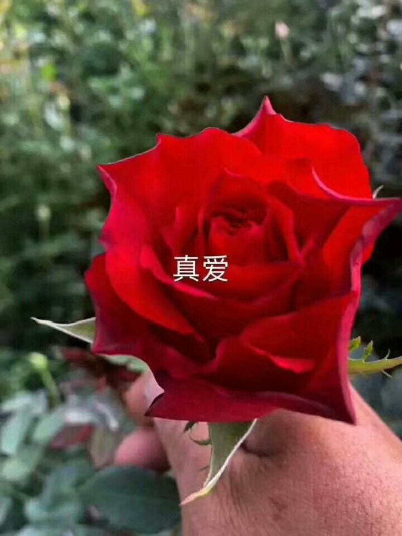 欧洲月季苗本公司常年出售各种玫瑰花小苗，卡罗拉、蜜桃雪山