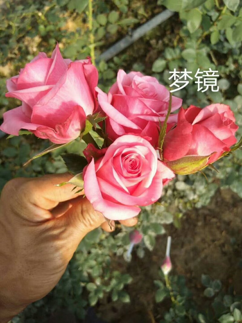 欧洲月季苗本公司常年出售各种玫瑰花小苗，卡罗拉、蜜桃雪山
