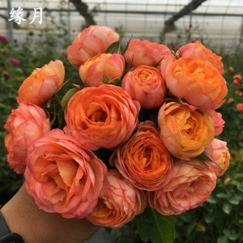 欧洲月季苗本公司常年出售各种玫瑰花小苗，卡罗拉、蜜桃雪山