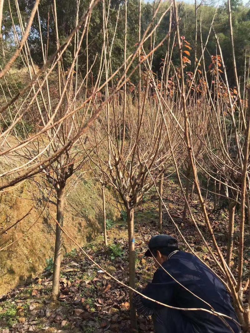 垂枝樱花小苗牡丹樱小苗红粉佳人染井吉野阳光樱