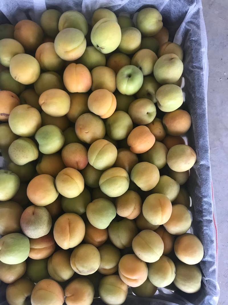 杏，7到8个头一斤，产地现货质量保证欢迎采购