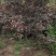 3/4/5/6/7公分，太阳李