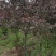 3/4/5/6/7公分，太阳李