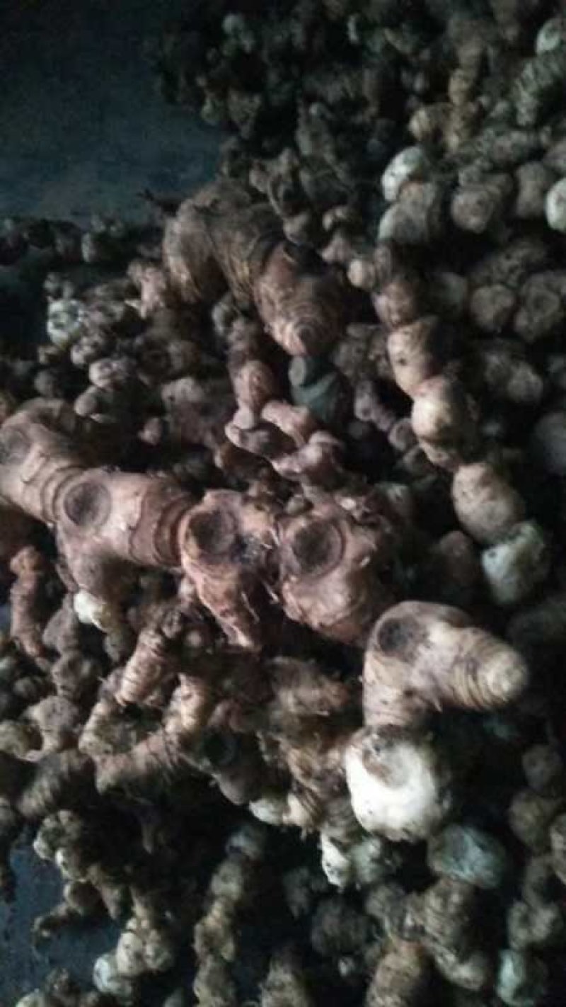 湖南纯野生姜形多花甜黄精，块茎，量大价格可优惠