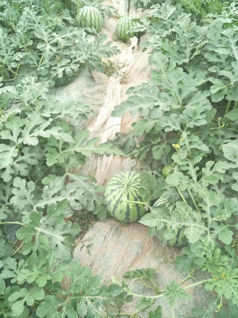 8424早佳大鹏西瓜代发