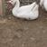 常年供应农村散户散养老鹅活体白条鹅真空包装一手货源