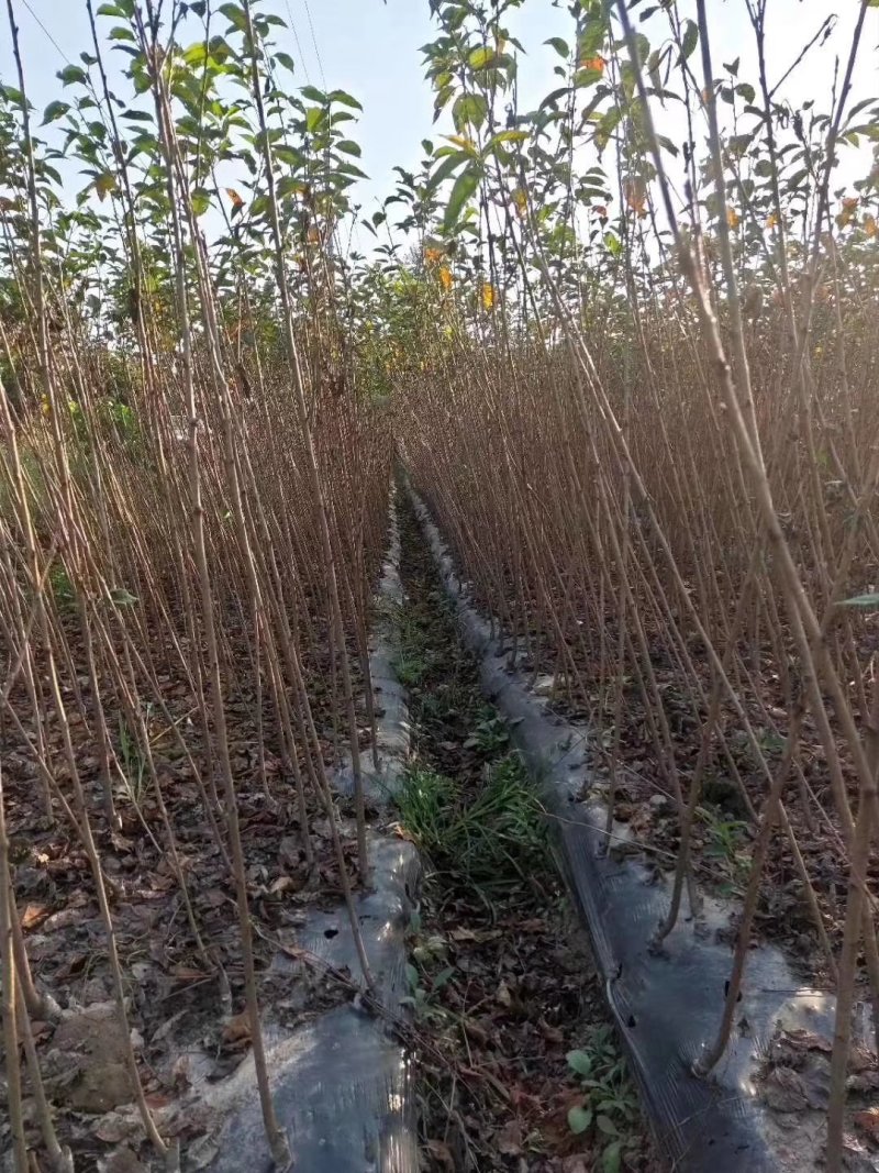 红豆杉种子沙藏红豆杉种子可以直接播种红豆杉鲜果