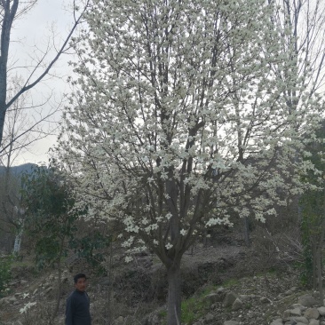 白玉兰