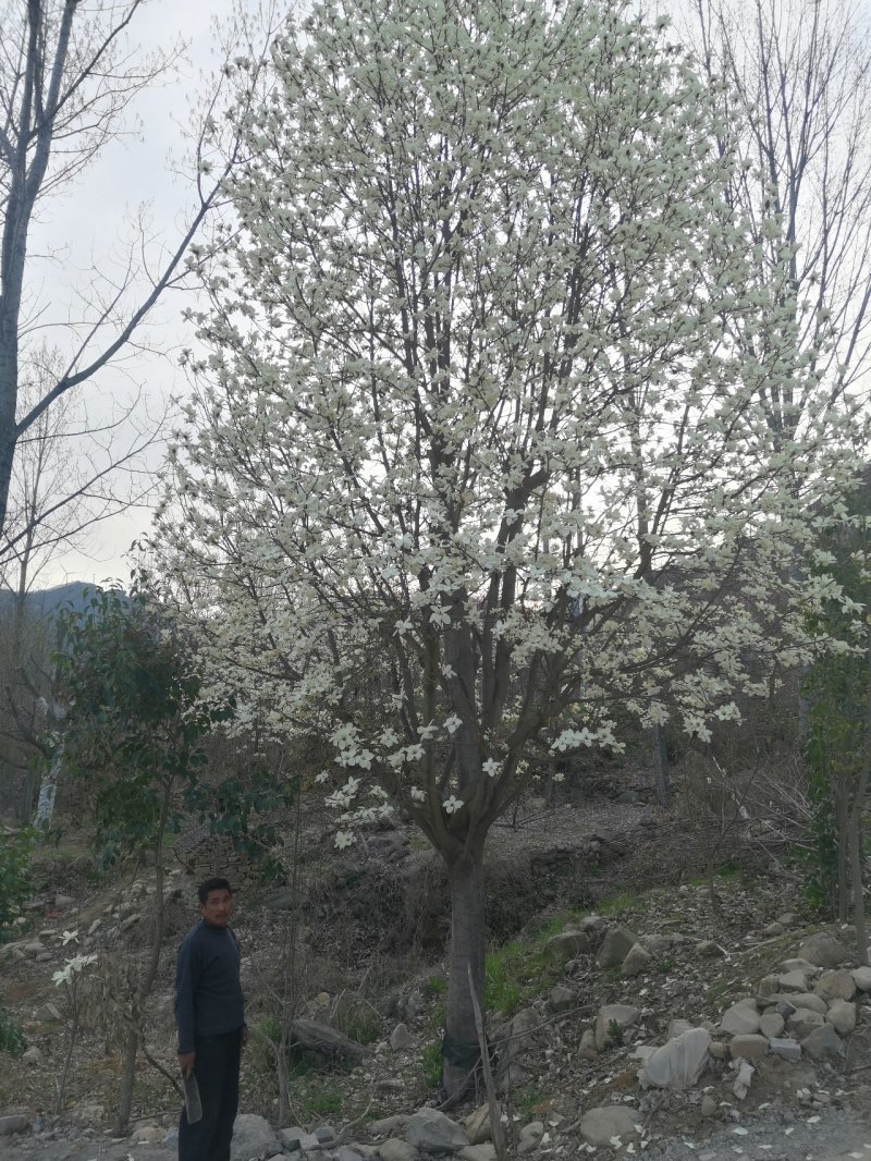 白玉兰