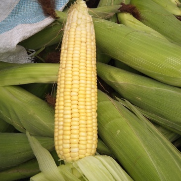 玉米棒鲜玉米棒