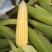 玉米棒鲜玉米棒