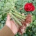玫瑰花苗月季苗鲜切花种苗大花四季开花混色批发基地供货