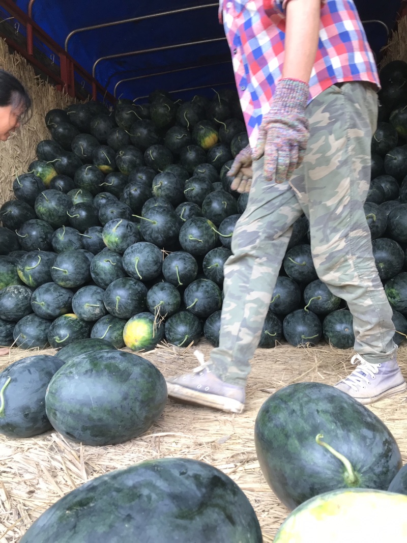 大量黑美人西瓜上市中