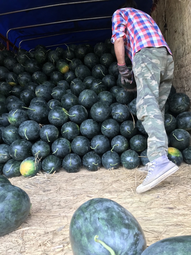 大量黑美人西瓜上市中