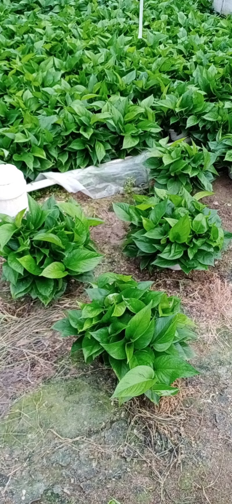 老友绿萝180#B货火热甩卖中，高品质AA货抢购中看上的