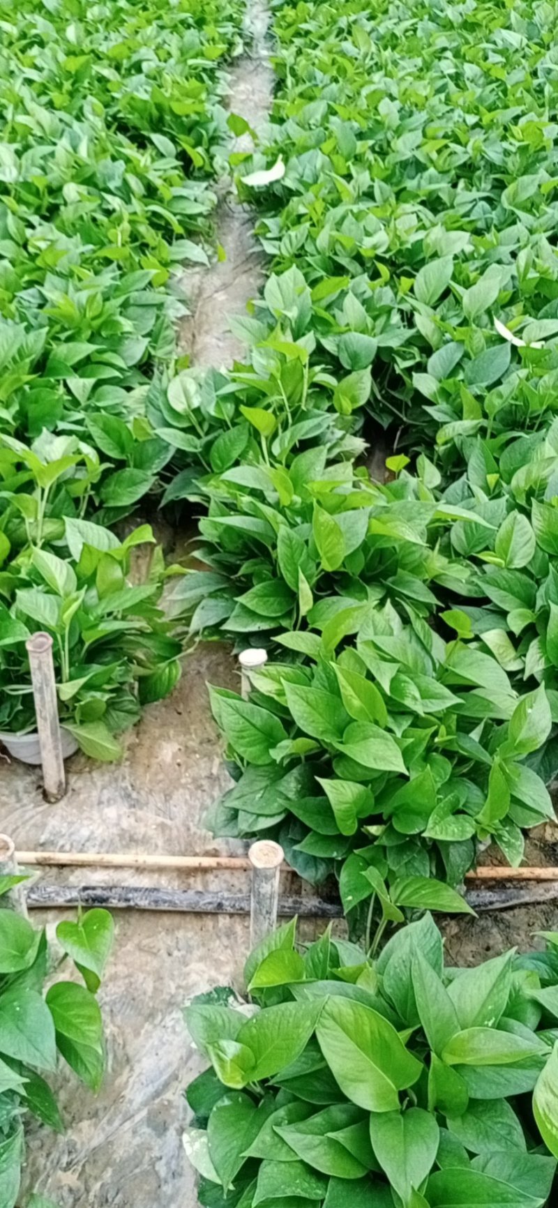 老友绿萝180#B货火热甩卖中，高品质AA货抢购中看上的