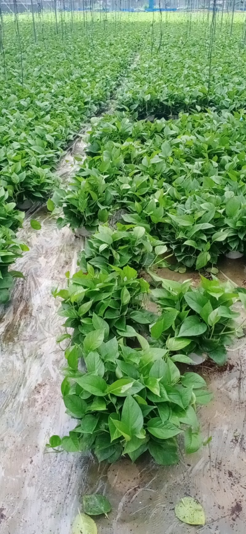 老友绿萝180#B货火热甩卖中，高品质AA货抢购中看上的