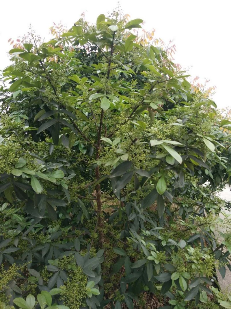 江津九叶青花椒杯苗乳苗，藤椒杯苗乳苗天知椒杯苗乳苗