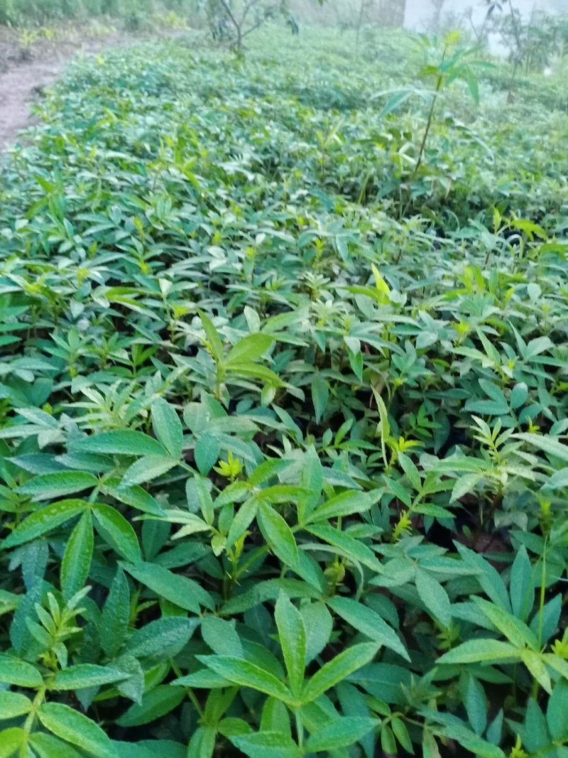 江津九叶青花椒杯苗乳苗，藤椒杯苗乳苗天知椒杯苗乳苗