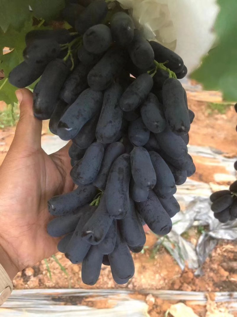 云南省红河州金手指葡萄岀售