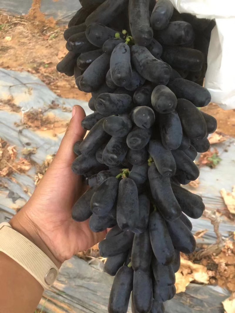 云南省红河州金手指葡萄岀售