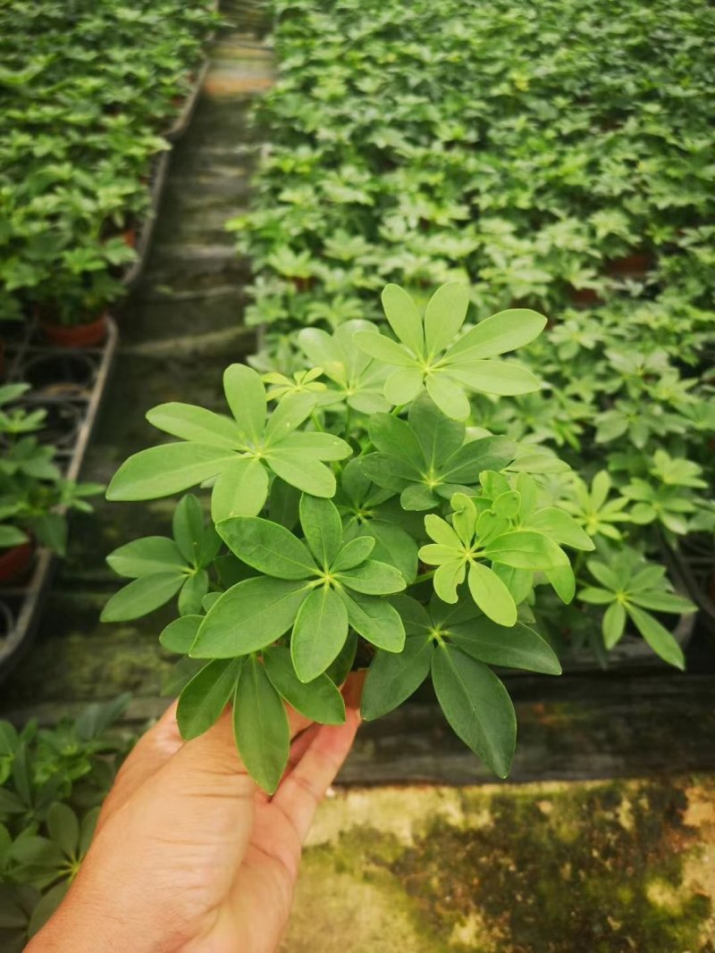 鸭脚木，好货，好货，好货