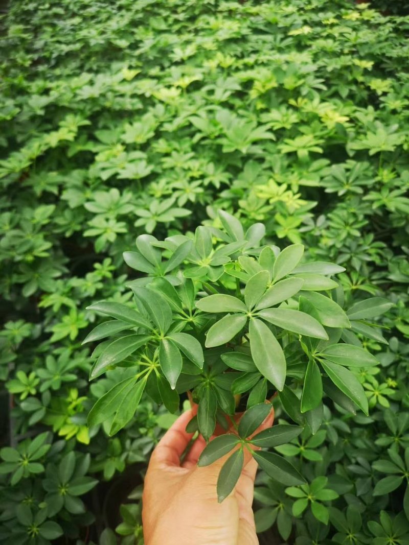 鸭脚木，好货，好货，好货