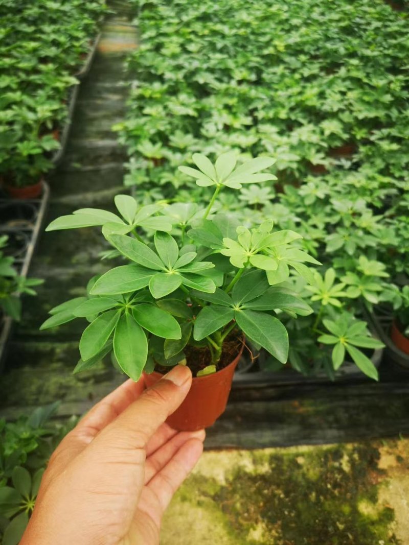 鸭脚木，好货，好货，好货